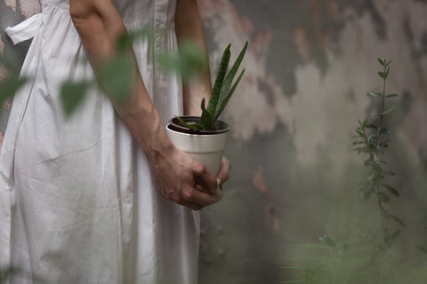Αλόη: ο θησαυρός για την επιδερμίδα - NATURADANZA